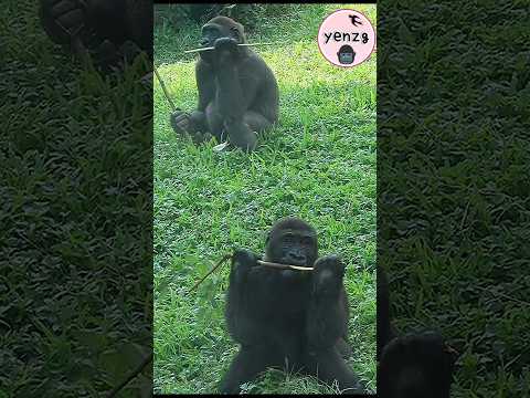 Gorilla Ringo,Jabali坐前後啃樹皮好可愛 gorillatag taipeizoo 金剛猩猩 台北市… サムネイル