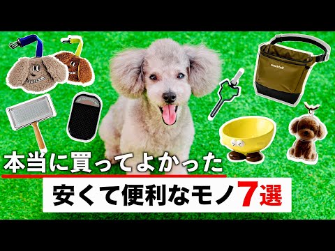 🐶愛犬のために買って良かった安くて便利なもの７選 サムネイル