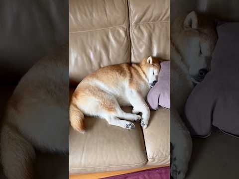 柴犬福 クッション使いこなす柴犬🤣Shiba-Sleep🤣shorts 柴犬 japanesedog shibainu… サムネイル