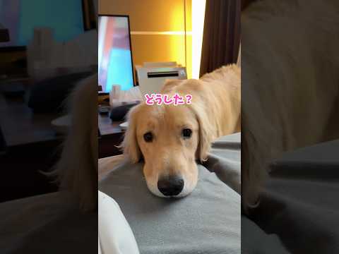 ものたりなかったらしい 大型犬 ゴールデンレトリバー サムネイル