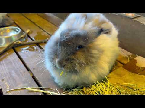 白餡・ミルクそして あんまん・おしるこ　アンゴラウサギ　那須どうぶつ王国にて　2026年2月1日 サムネイル