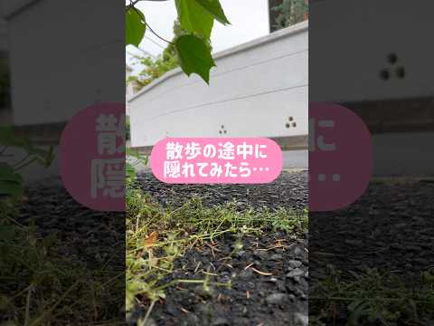 柴犬とん君のクン活ルートだった説が拭えない😆　柴犬　柴犬とん サムネイル