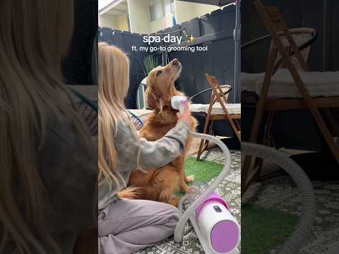 coming home to my golden retriever🥵goldenretreivers dog pup… サムネイル