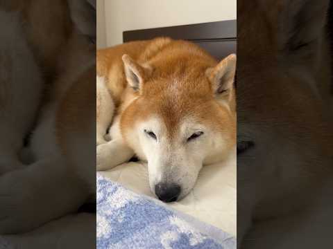 柴犬福 実は潔癖気味な母のベッドでわざわざ寝る柴犬🤣Mother's boy🤣shorts 柴犬 funny funn…