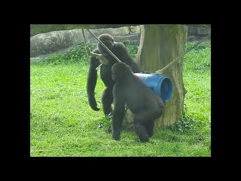gorilla D'jeeco 27y6m old dad & son Jabali 5y6m old. Ringo… サムネイル