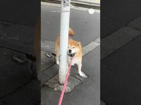 突然散歩拒否する柴犬😂　　　　　　　　　　　柴犬　犬　拒否柴　犬のいる暮らし かわいい犬 サムネイル
