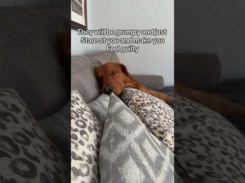 He’s so grumpy 🤭 サムネイル