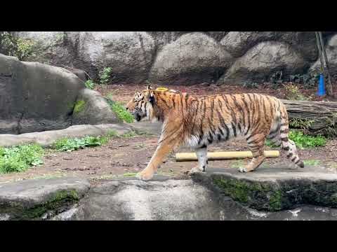 ローラさんもお外に♪ アムールトラ　浜松市動物園にて　2026年4月5日 サムネイル