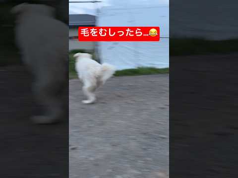 豆きちの毛をむしったら大暴走しました😂