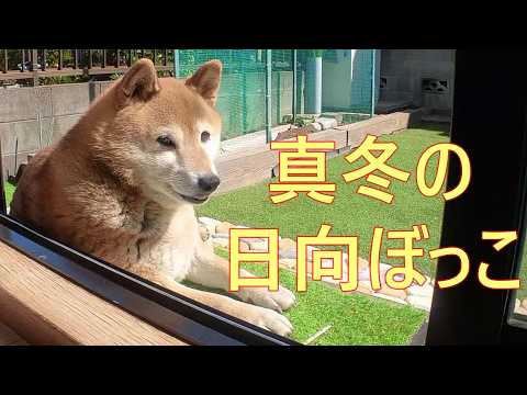 【1094】過去映像：真冬の日向ぼっこが大好きでした サムネイル