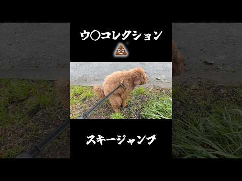 犬のウ◯コレクション。 サムネイル