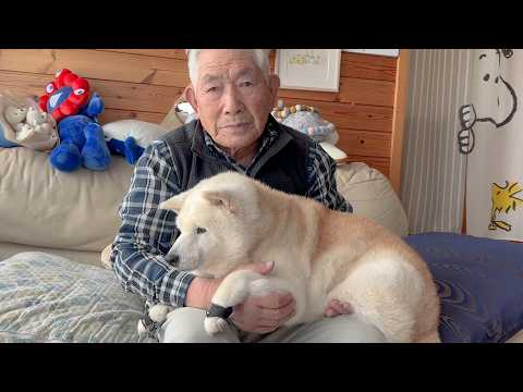 我が家にとって凄く特別な日、懐かしい日々に思いを馳せる柴犬 サムネイル