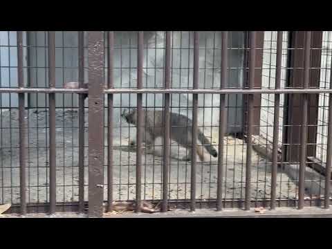 そろそろ飼育員さん来るカナ〜なフィーガくん　マヌルネコ　野毛山動物園にて　2026年5月10日 サムネイル