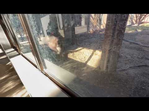 ミカゲくん♪ ニホンカモシカ　那須どうぶつ王国にて　2025年11月29日 サムネイル