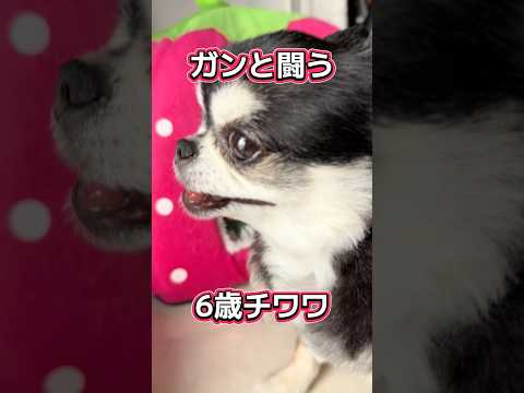 ガンと闘病中6歳チワワのいちご。応援してください😭２日に一回程大きく腫れます。今は病院の指示でステロイドも停止中です、… サムネイル