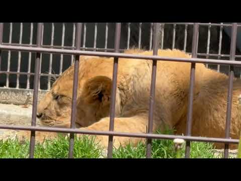 眠い〜💤　シルクさんとこども達　のんほいパークにて　2026年4月3日 サムネイル