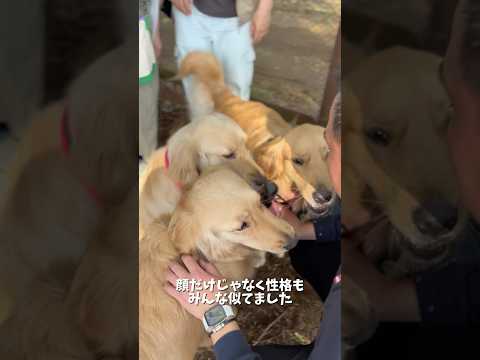 麹の兄弟たちと、フォロワーのゴルさんたちが会いに来てくれました❤️ゴル天国とはこのこと😇ゴールデンレトリバー おにゅこ… サムネイル