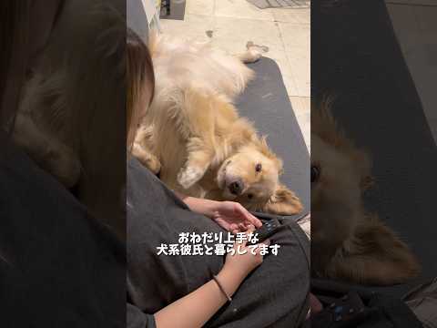 なでてのオネダリが上手すぎて手が2本じゃ足りない!!!ゴールデンレトリバー犬とふたり暮らし