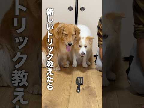 新しいトリックを教えたらハプニングが起こりましたww【ゴールデンレトリバー・ゴールデンレトリバー】shorts