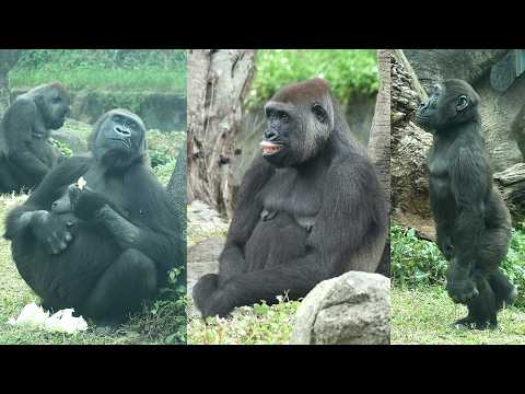 Gorilla Tayari flip lips,D'jeeco family happy lunchtime,fun… サムネイル