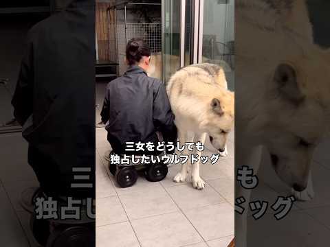 三女のことをどうしても独占したいウルフドッグ ウルフドッグ 狼犬 大型犬 超大型犬 サムネイル