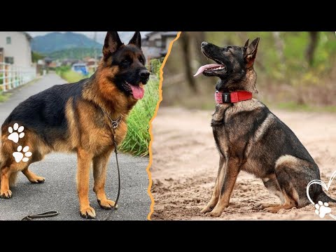 American vs European German Shepherd Key Differences You Mu… サムネイル