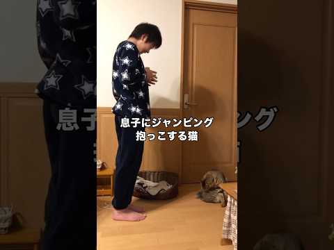 愛猫のことを抱っこしたくて一生懸命に誘うお兄ちゃん キジトラ 抱っこ 猫 shorts