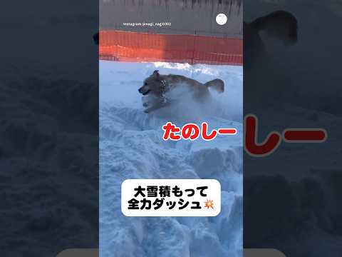 大雪積もって全力ダッシュする犬　ゴールデンレトリバー 大型犬　犬　雪　犬のいる暮らし サムネイル