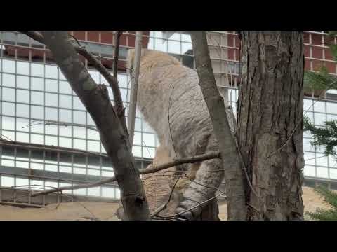 ナゴムくん オヤツ持ったおねえさんが通らないか見てるの☺️？　マヌルネコ　那須どうぶつ王国にて　2026年2月27日 サムネイル