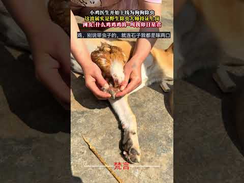 小雞醫生開始上線為狗狗除蟲 這波屬實是野生除蟲大師持證上崗 動物 治愈 神奇 有趣 animals cure amaz… サムネイル
