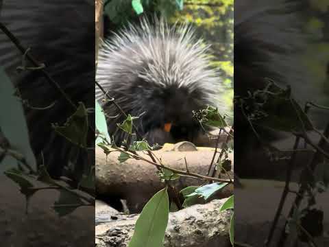 shorts カナダヤマアラシさん　にんじん🥕を貰ったよ❣️ 那須どうぶつ王国　IMG 0096 サムネイル