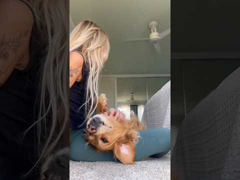 coming home to my golden retriever🥵 goldenretreiver dog ind… サムネイル