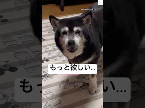 もっと欲しい…老犬のおねだりが可愛い　老犬　犬　かわいい　犬のいる暮らし サムネイル