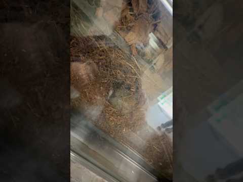 shorts ナナメで🙏この方が写り易かったので‥  ハタネズミ　　上野動物園にて　2026年2月6日 サムネイル