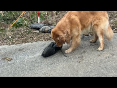 風の中、ギラギラのライトとニコニコのミント サムネイル