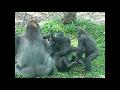 Gorilla D'jeeco family.Jabali 4y5m old .Ringo 3y11m old sho… サムネイル