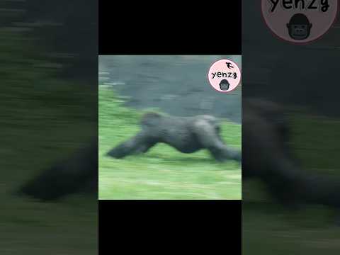 Jabali走著走著滑草一下 gorilla gorillatag taipeizoo 金剛猩猩 台北市立動物園 サムネイル