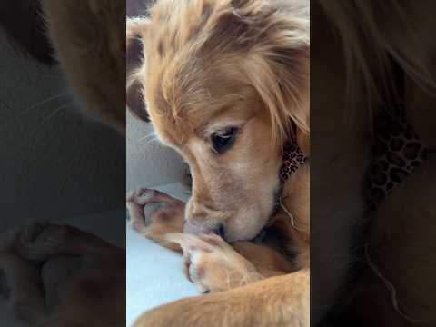 coming home to my golden retriever🥵goldenretreivers dog pup… サムネイル