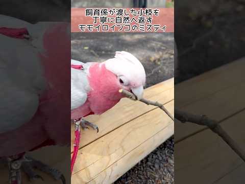飼育係が渡した小枝を丁寧に自然に返すモモイロインコのミスティ 東武動物公園 動物 癒し かわいい モモイロインコ ミス… サムネイル