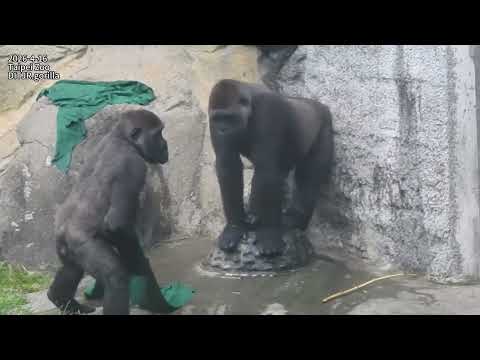 Gorilla D'jeeco family 休息等待下班 / Jabali Ringo 追逐打鬧 2026-4-16… サムネイル