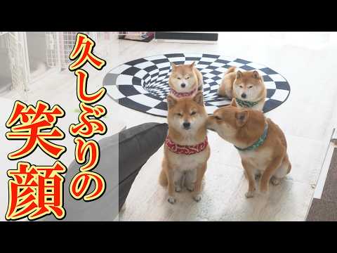 兄柴犬の退院後初めて、素直に笑える一日になりました。 サムネイル