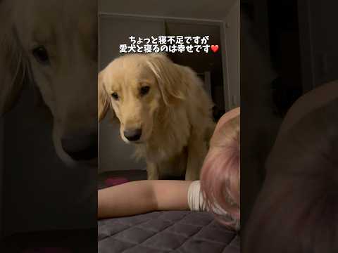 寝相で蹴られて起こされたりするのは日常茶飯事です🤣ゴールデンレトリバー 犬と2人暮らし