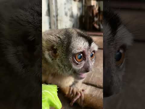 よっちゃんとくるみおばあちゃんで一年の疲れの癒しを♫shorts 癒し 動物 サムネイル