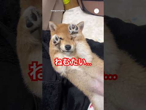 眠すぎて肉球で顔を隠す柴犬の赤ちゃん🐶　　　柴犬　犬　かわいい かわいい犬 犬のいる暮らし