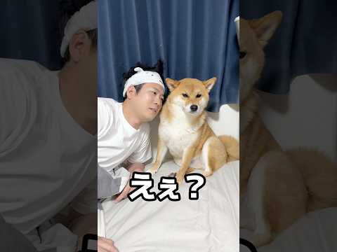 物申します。　柴犬 shorts サムネイル