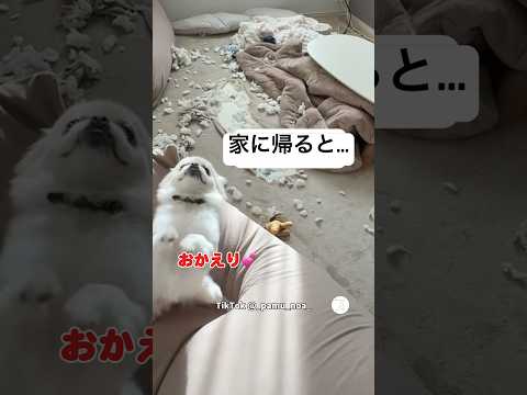 帰宅すると部屋が崩壊…隠れるゴールデンと大喜びのペキポメ　　ゴールデンレトリバー ペキポメ　犬　犬のいる暮らし 面白い