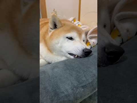 柴犬福 姉に呼ばれて思わず反応してしまったハデルちゃん🤣Sis and Shiba🤣姉と柴 shorts funny… サムネイル
