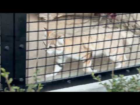 ジウちゃん　速い❣️ スナネコ　ごかつら池どうぶつパーク　2026年1月24日 サムネイル