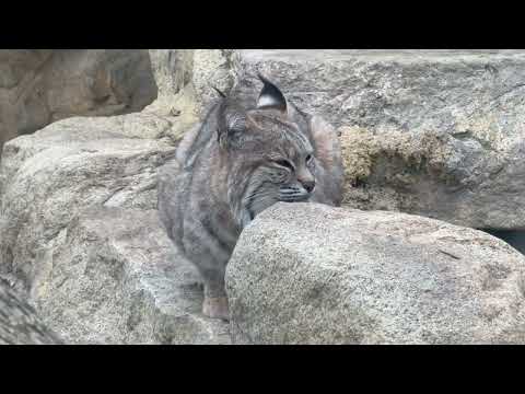 ボブキャットのソラちゃん　王子動物園　2025年12月27日 サムネイル