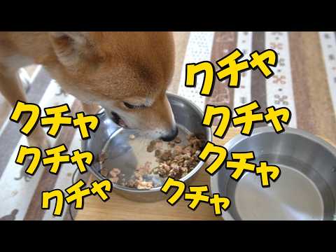【必聴！】お気に入りの時はめっちゃクチャラーになる柴犬小夏！ASMR　後半湊川散歩 サムネイル